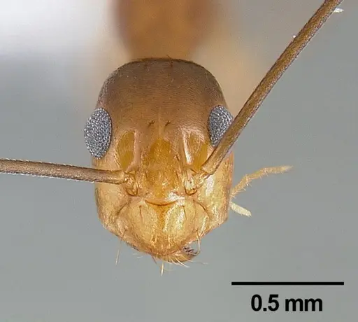 Anoplolepis gracilipes - CASENT0106057