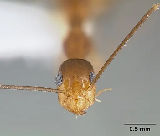 Anoplolepis gracilipes - CASENT0106057