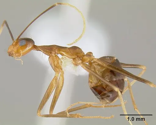 Anoplolepis gracilipes - CASENT0106057