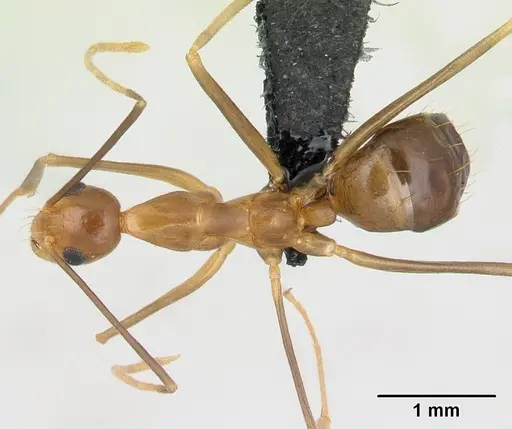 Anoplolepis gracilipes - CASENT0125111