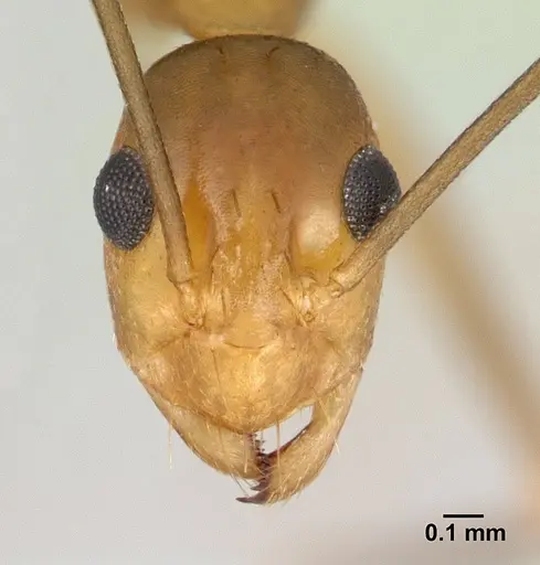 Anoplolepis gracilipes - CASENT0125111