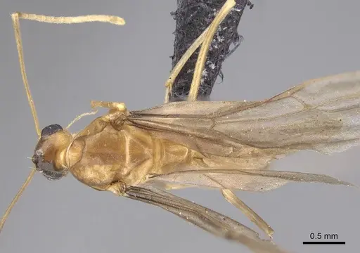 Anoplolepis gracilipes - CASENT0158950