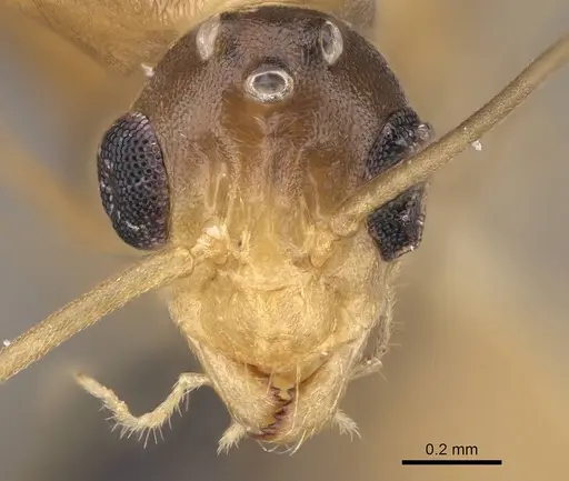 Anoplolepis gracilipes - CASENT0158950