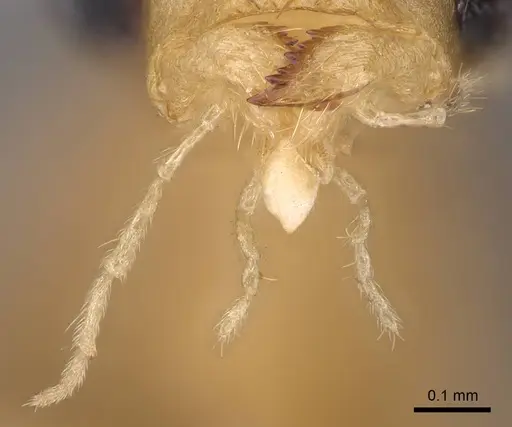 Anoplolepis gracilipes - CASENT0158950