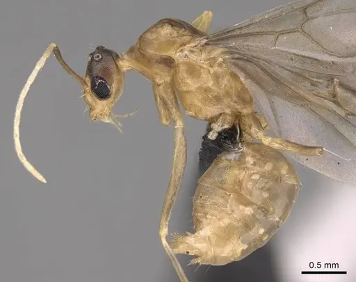 Anoplolepis gracilipes - CASENT0158950