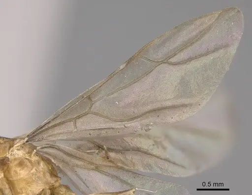 Anoplolepis gracilipes - CASENT0158950