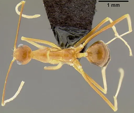 Anoplolepis gracilipes - CASENT0171031