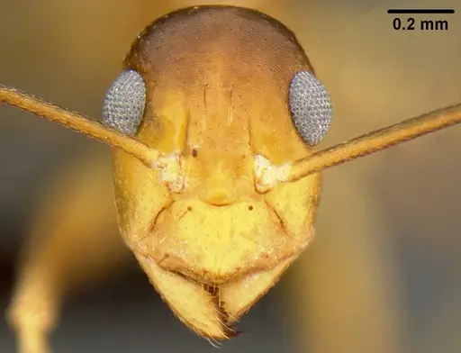 Anoplolepis gracilipes - CASENT0171031