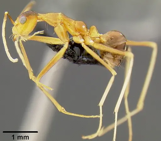 Anoplolepis gracilipes - CASENT0171031