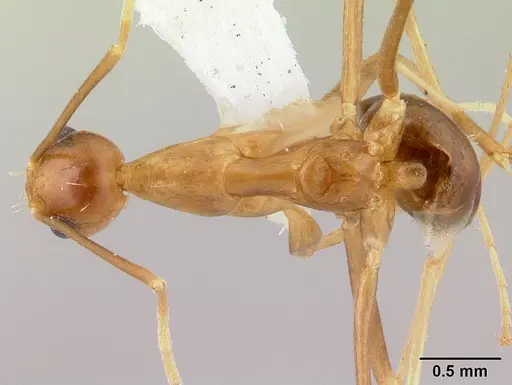 Anoplolepis gracilipes - CASENT0178351