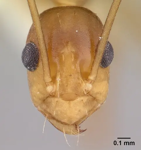 Anoplolepis gracilipes - CASENT0178351