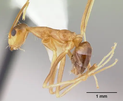 Anoplolepis gracilipes - CASENT0178351