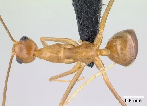 Anoplolepis gracilipes - CASENT0188536