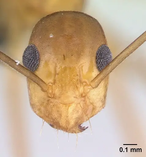 Anoplolepis gracilipes - CASENT0188536