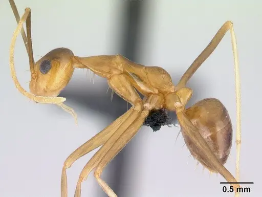 Anoplolepis gracilipes - CASENT0188536