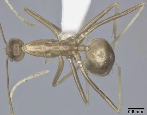 Anoplolepis gracilipes - CASENT0246608