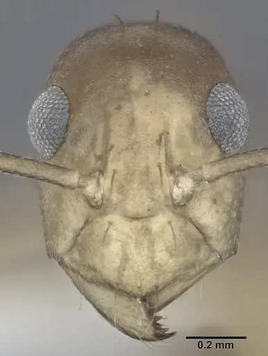 Anoplolepis gracilipes - CASENT0246608