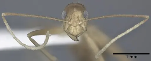 Anoplolepis gracilipes - CASENT0246608