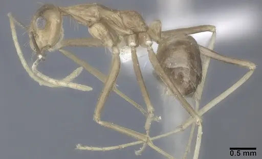 Anoplolepis gracilipes - CASENT0246608