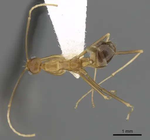 Anoplolepis gracilipes - CASENT0249930