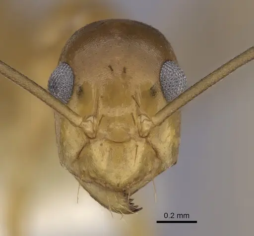 Anoplolepis gracilipes - CASENT0249930