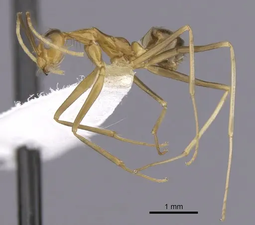 Anoplolepis gracilipes - CASENT0249930