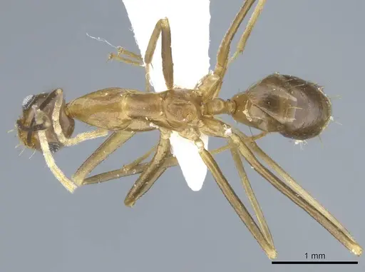 Anoplolepis gracilipes - CASENT0740799