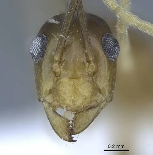 Anoplolepis gracilipes - CASENT0740799