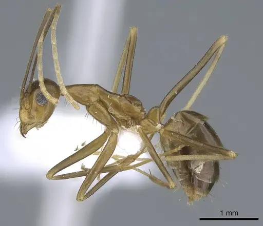 Anoplolepis gracilipes - CASENT0740799