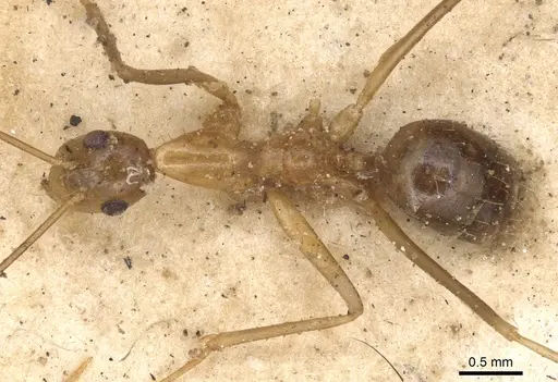 Anoplolepis gracilipes - CASENT0901928