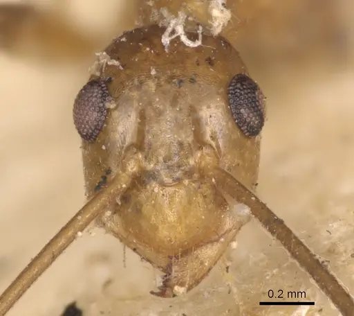 Anoplolepis gracilipes - CASENT0901928