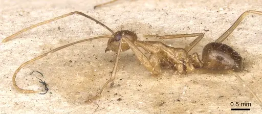 Anoplolepis gracilipes - CASENT0901928