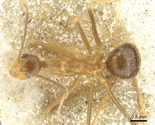 Anoplolepis gracilipes - CASENT0903237