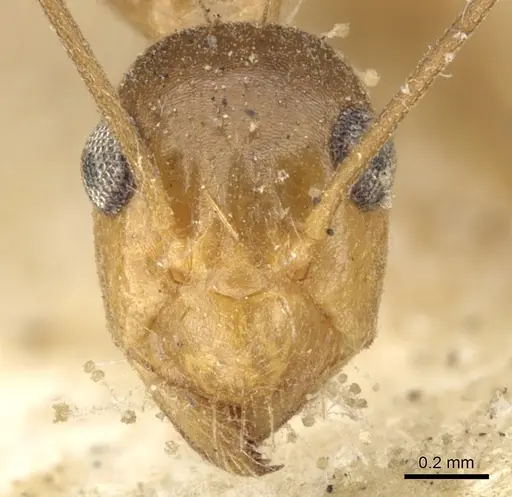 Anoplolepis gracilipes - CASENT0903237