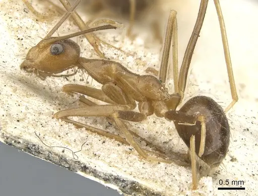 Anoplolepis gracilipes - CASENT0903237