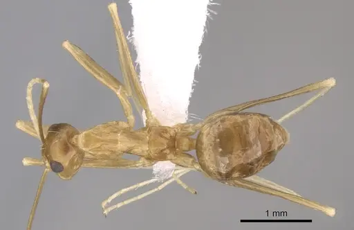 Anoplolepis gracilipes - CASENT0906442