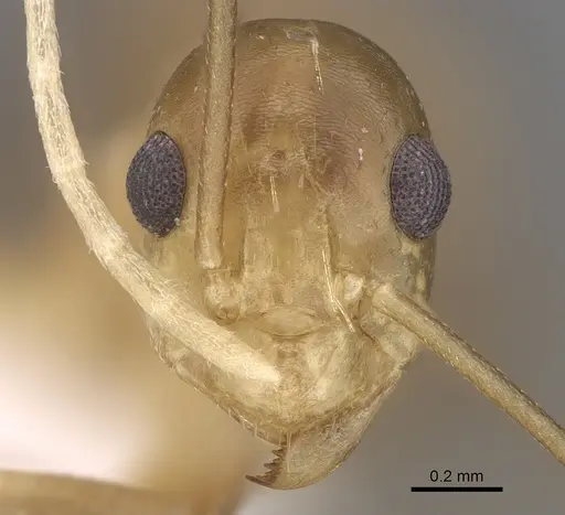 Anoplolepis gracilipes - CASENT0906442