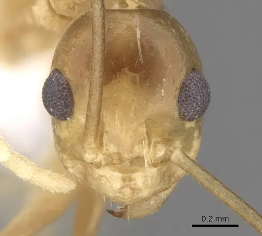 Anoplolepis gracilipes - CASENT0906442