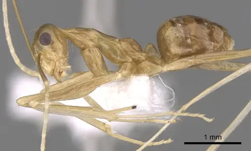 Anoplolepis gracilipes - CASENT0906442