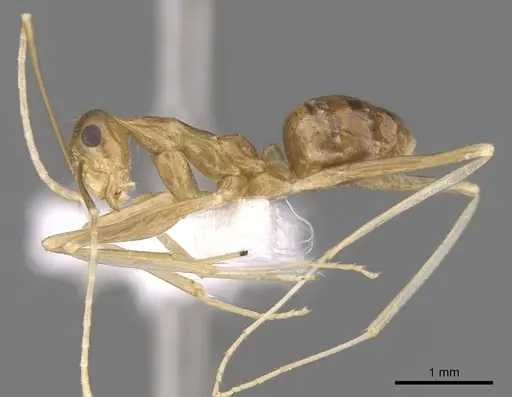 Anoplolepis gracilipes - CASENT0906442