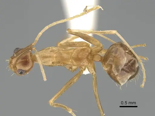 Anoplolepis gracilipes - CASENT0919867