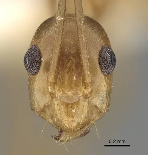 Anoplolepis gracilipes - CASENT0919867