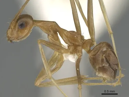 Anoplolepis gracilipes - CASENT0919867