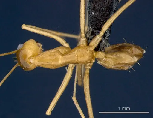 Anoplolepis gracilipes - CSIRONC0202