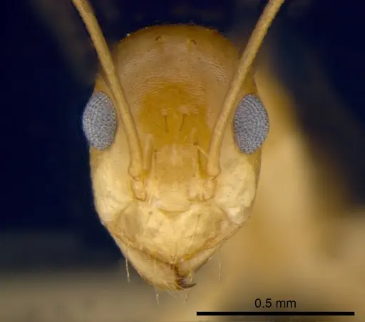 Anoplolepis gracilipes - CSIRONC0202