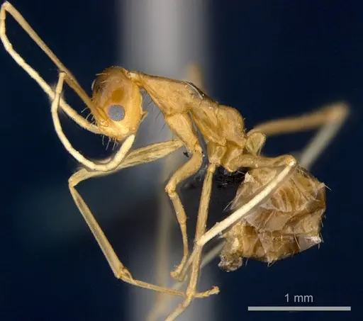 Anoplolepis gracilipes - CSIRONC0202