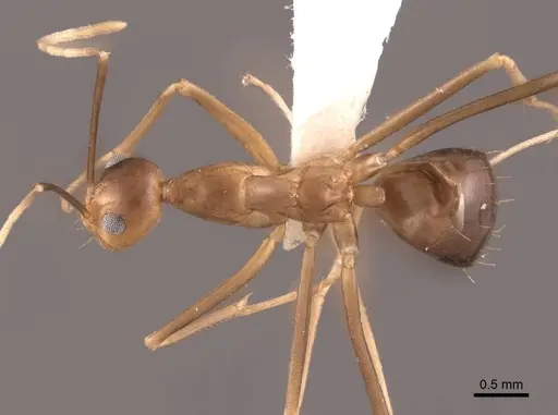 Anoplolepis gracilipes - FMNHINS0000065367