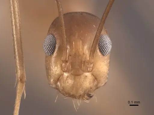 Anoplolepis gracilipes - FMNHINS0000065367