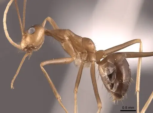 Anoplolepis gracilipes - FMNHINS0000065367