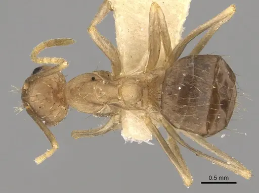 Anoplolepis kohli specimen